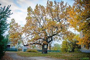 500-летий дуб — памятник природы