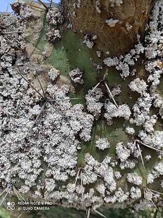 <i>Dactylopius opuntiae</i> Species of scale insect