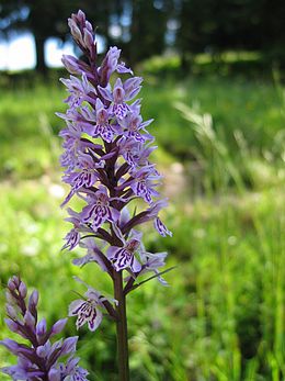 Aukštoji gegūnė (Dactylorhiza fuchsii)