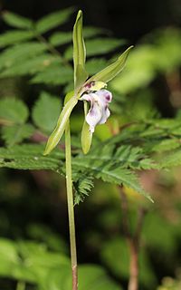 <i>Dactylostalix</i> Genus of orchids