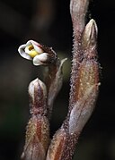 Danhatchia australis