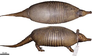 Kappler armadillo (Dasypus kappleri), lectotype specimen