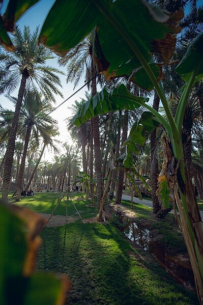 File:Dates Palms in Buraidah resort.jpg