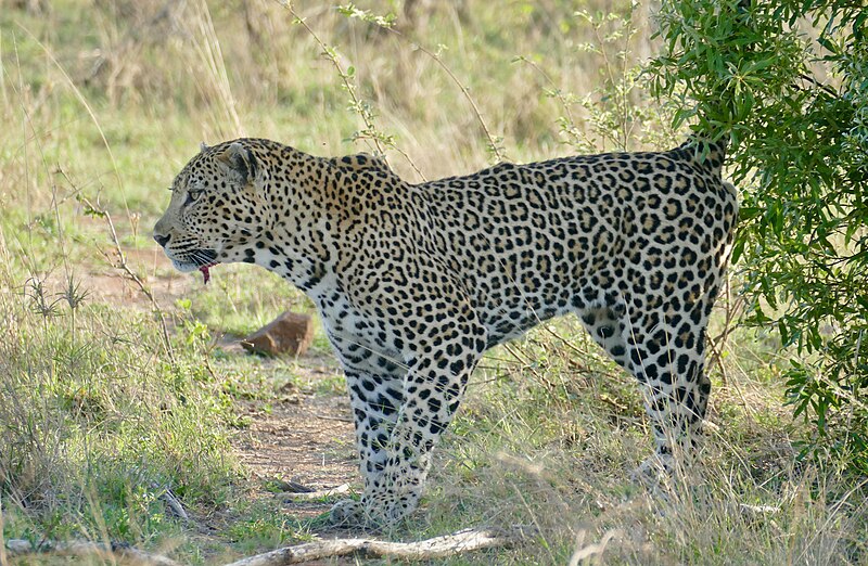 File:Day 47 Leopard (Panthera pardus) male marking a bush with urine ... (53310719953).jpg