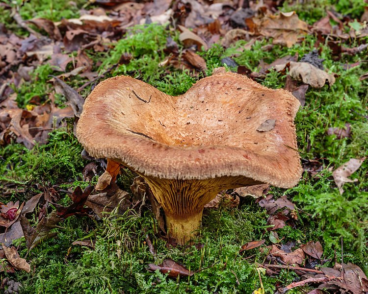 File:De gewone krulzoom (Paxillus involutus). Locatie, Paddenstoelenreservaat. 11-10-2021. (actm.) 04.jpg