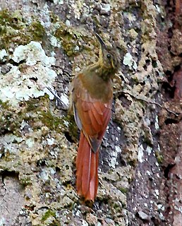 Long-tailed woodcreeper