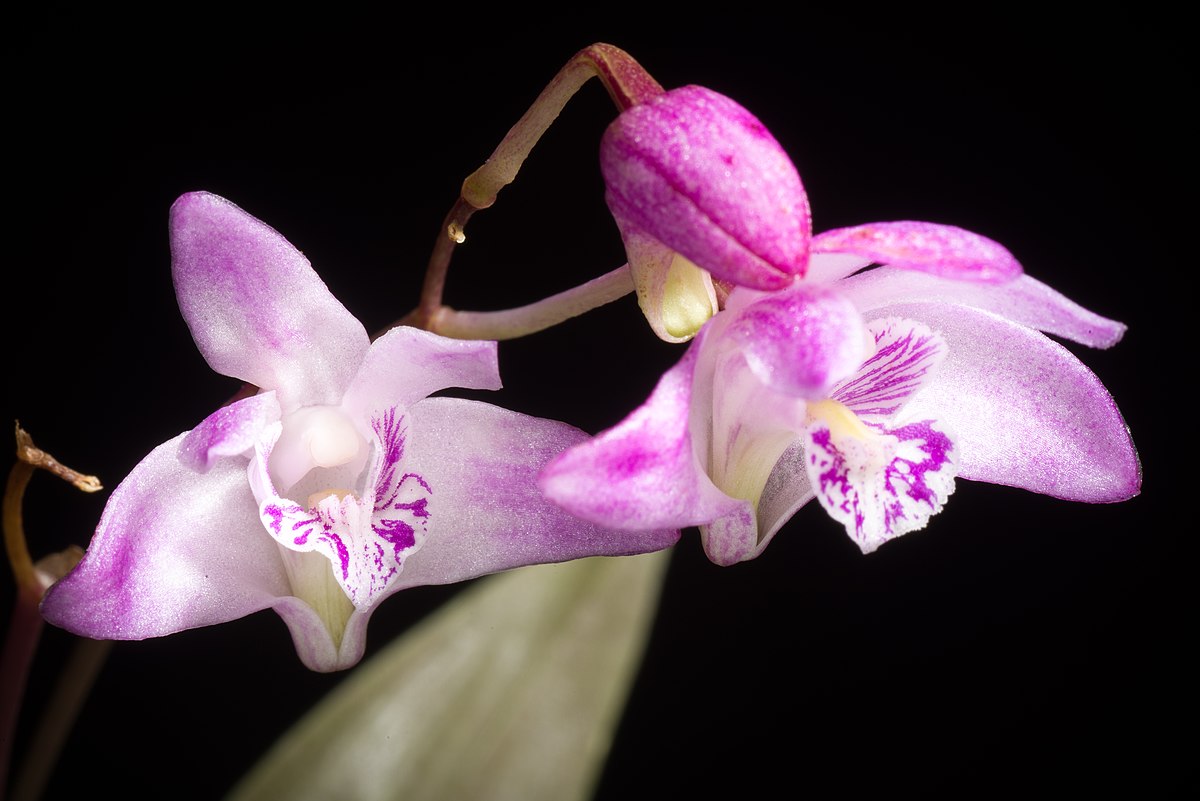 Kết quả hình ảnh cho dendrobium kingianum