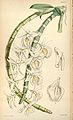 Dendrobium polyanthum (as syn. Dendrobium cretaceum) plate 4686 in: Curtis's Bot. Magazine (Orchidaceae), vol. 78, (1852)