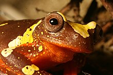 Dendropsophus sarayacuensis.jpg