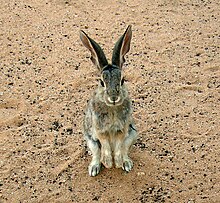 Submissive posture anticipating food Desert Cottontail on hind legs begging.jpg