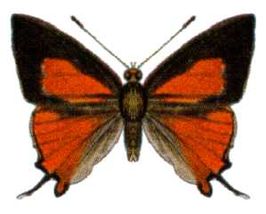 Deudorix diovis