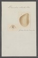 Dianchora striata - - Print - Iconographia Zoologica - Special Collections University of Amsterdam - UBAINV0274 075 04 0006.tif