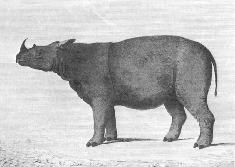 File:Dicerorhinus sumatrensis Bell 1793.jpg