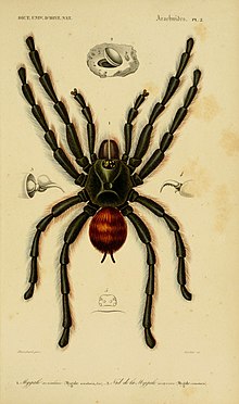 Dictionnaire universel d'histoire naturelle (Arachnides Pl. 2) (6436285611).jpg