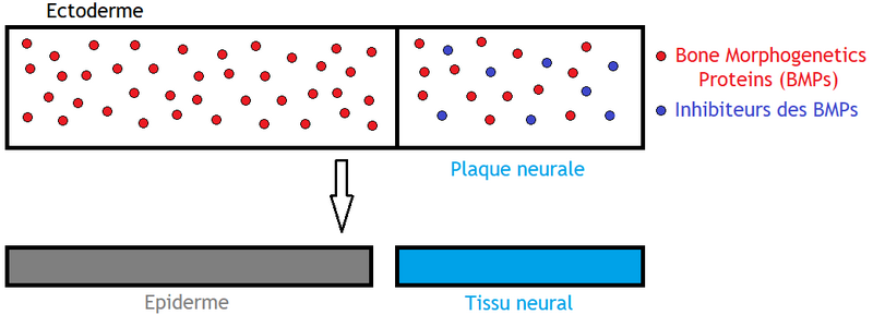 File:Différentiation de l'ectoderme en tissu nerveux ou épidermique.png