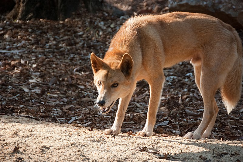 File:Dingo-northern-2.jpg