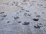 Dinosaur Ridge tracks.JPG