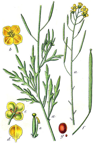 File:Diplotaxis tenuifolia Sturm32.jpg