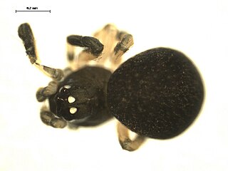 <i>Dipoena nigra</i> Species of spider