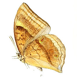 Discophora continentalis