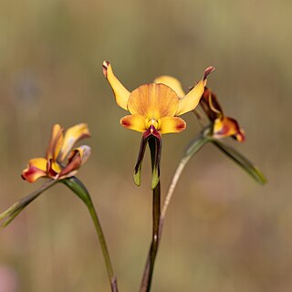 <i>Diuris brachyscapa</i> Species of orchid