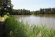 Čeština: Dolní velký rybník (24,78 ha) v k.ú. Údolí u Nových Hradů, obec Nové Hrady, okres České Budějovice. English: Dolní velký pond in Nové Hrady, České Budějovice District, South Bohemian Region, Czechia.