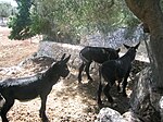 Burros en Italia en las cercanías de Martina Franca.jpg