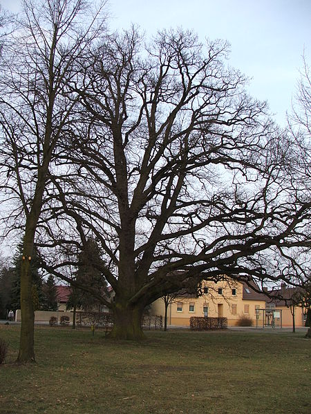 File:Dorfeiche Langennaundorf.JPG