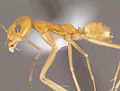 Thumbnail for Dorymyrmex elegans