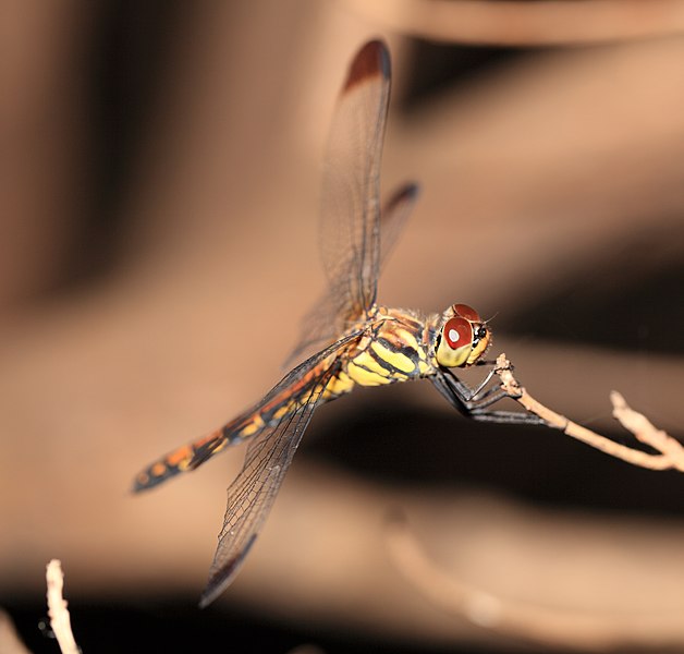 File:Dragonfly - Sympetrum infuscatum - 熨斗目蜻蛉(ノシメトンボ) (4928562773).jpg