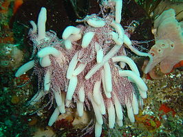 Candelabrum tentaculatum