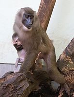 Drill (Mandrillus leucophaeus), Tierpark Hellabrunn, München