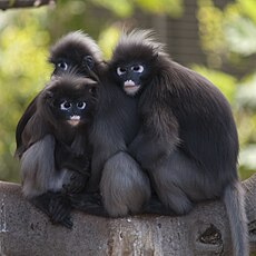 Dusky Leaf Monkeys.jpg