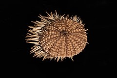 File:Echinometra mathaei (de Blainville, 1825) (AM MA12943-4).jpg (Category:Echinoidea in Auckland Museum)