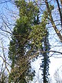 The ivy on the cementery