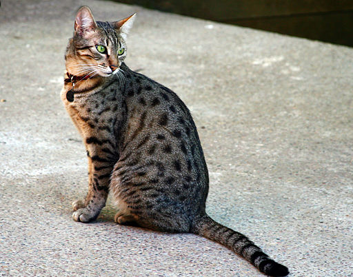 Egyptian Mau Bronze