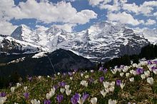 Viltveksande krokusar med alpetoppane Eiger, Mönch og Jungfrau i bakgrunnen