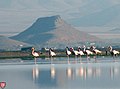 Einwanderer Flamingos in Meighan Teich ( Arak) -فلامینگوهای مهاجر در تالاب میقان. اراک - panoramio.jpg