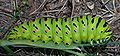 Eiruga do Papilio machaon en Oroso, Galicia