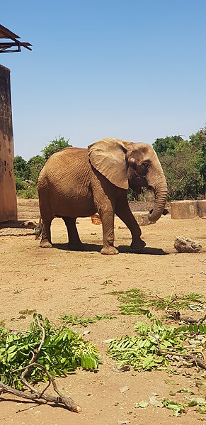 File:Elephant at the Jos Wildlife Park.jpg