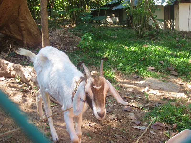 File:En el parque ecologico. - panoramio.jpg