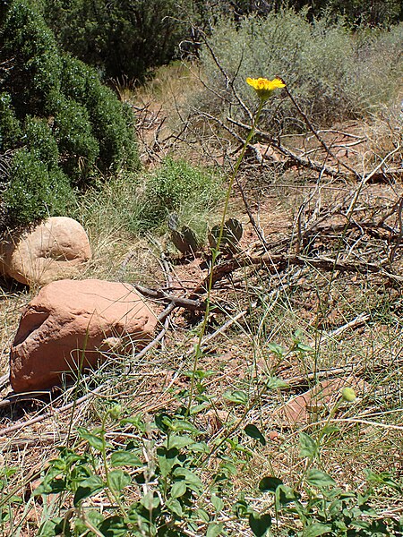 File:Encelia resinifera kz02.jpg