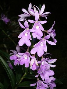 Epidendrum centropetalum Orchi 061.jpg