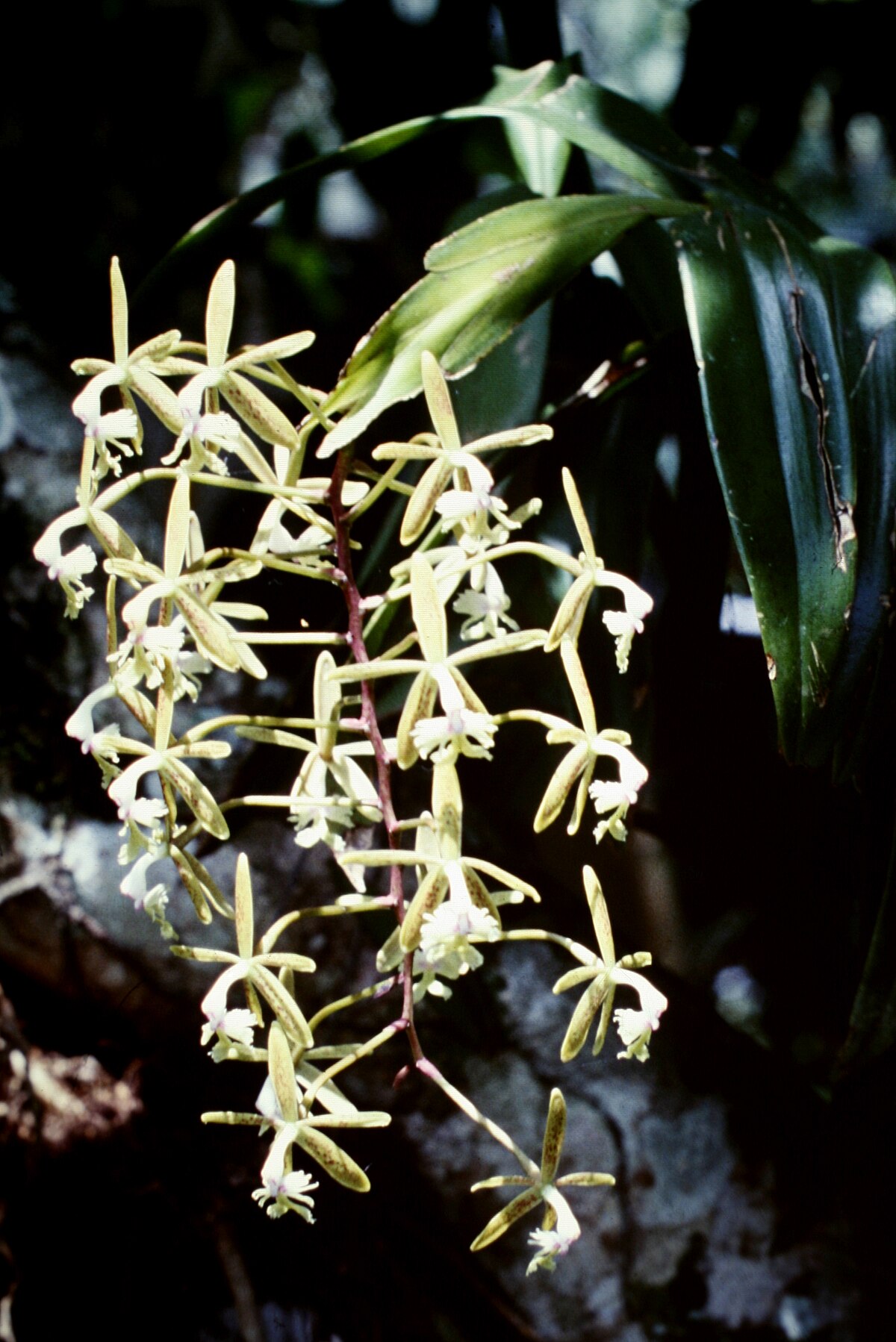 Epidendrum cristatum