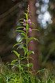 Epilobium angustifolium