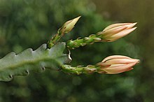 Floral buds of an epiphyllum hybrid Epiphyllum fleurissant FR 2013.jpg