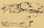 Miniatura per Ratpenat de xarretera angolès