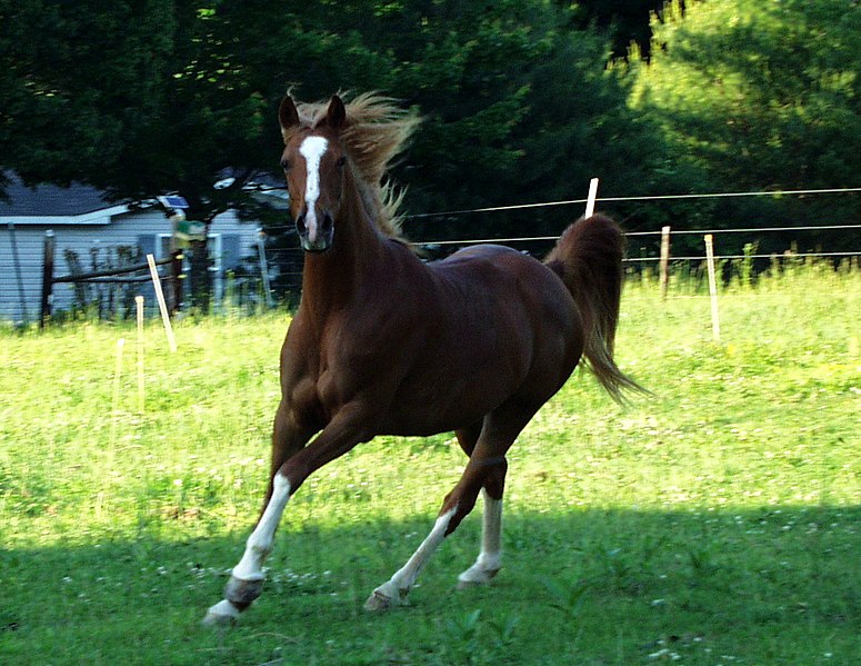 File:Equus Arabian2.JPG