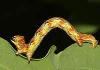 Wulki mrózny pjedźak (Erannis defoliaria, de:Großer Frostspanner), městno: Němska, Ochsenwang