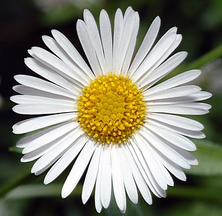 <i>Erigeron karvinskianus</i> Species of flowering plant in the daisy family Asteraceae